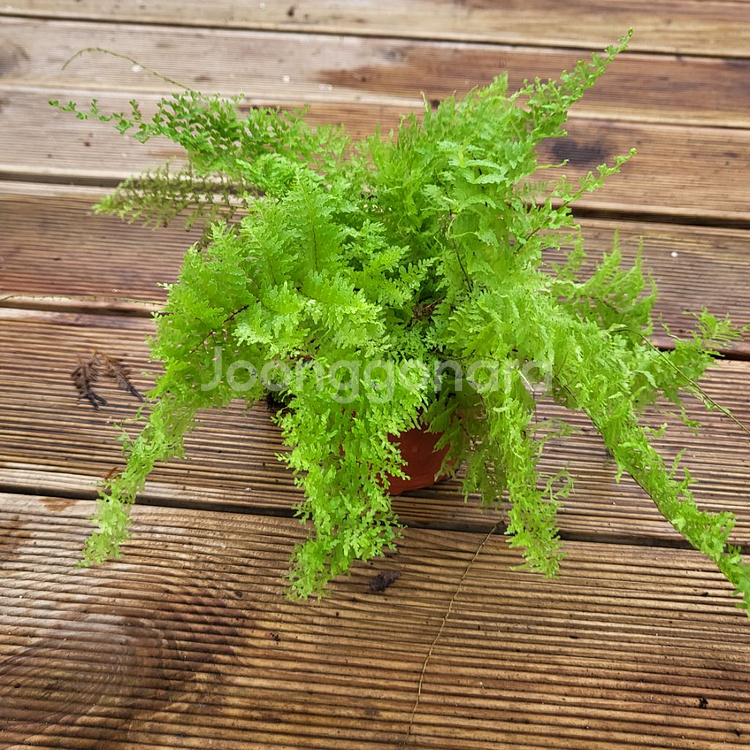 솜사탕고사리 3--0