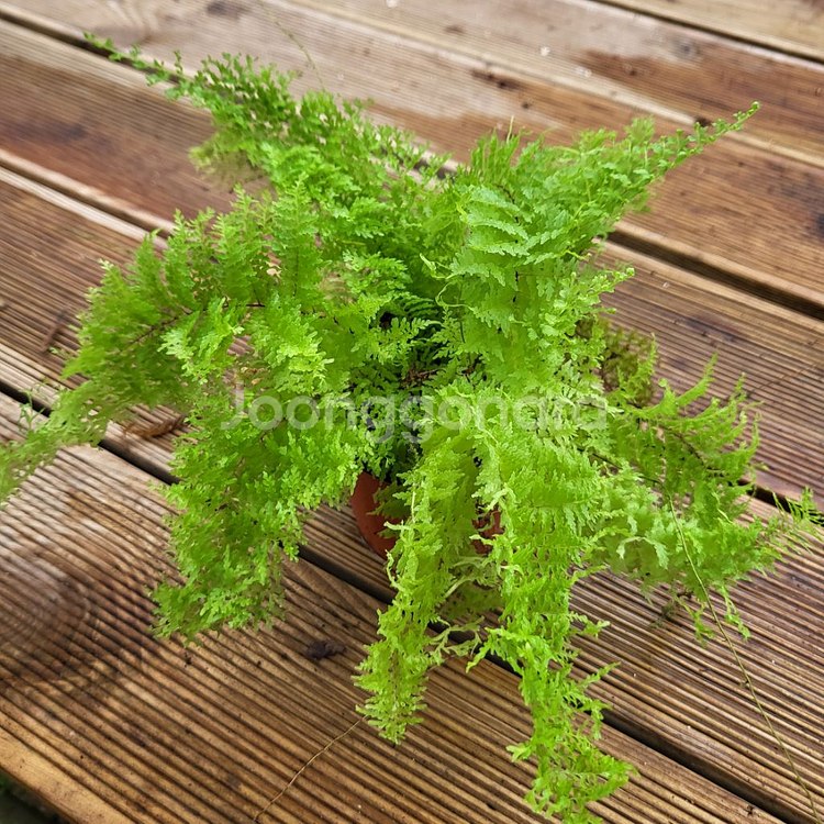 솜사탕고사리 3--1