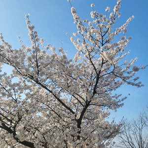 삽니다)메가커피 아이스아메리카노 쿠폰 기프티콘 깊티