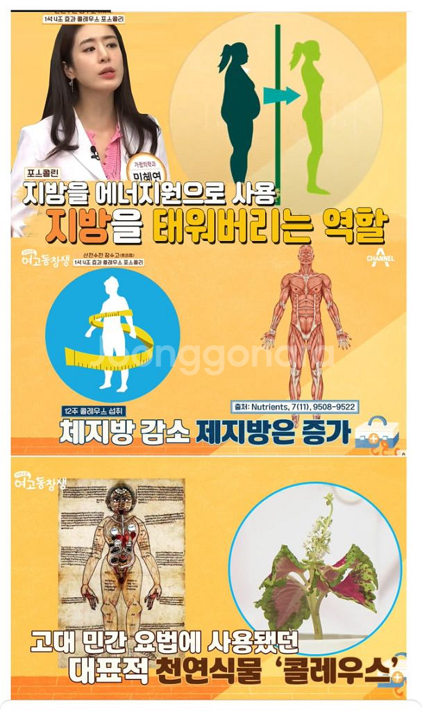 빨간통 다이어트 체지방감소 복부지방감소 체중감소 신봉선--5