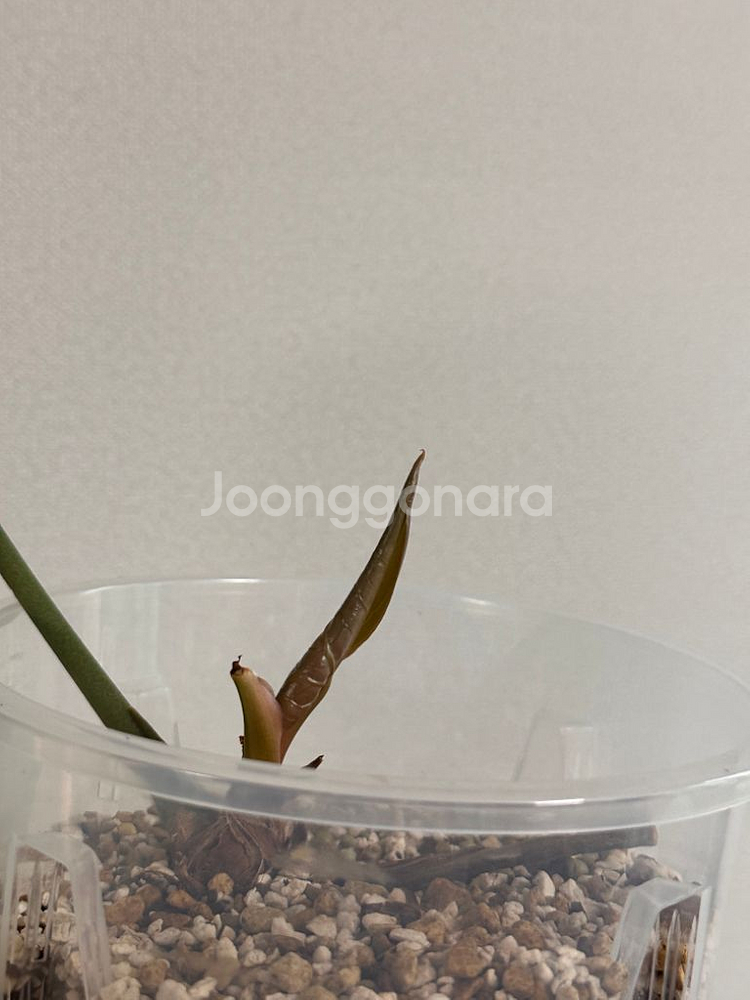 안스리움 크리스탈리넘 다크폼 대품--1