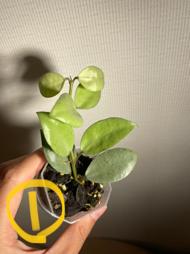 호야 민트코인 분양(가격수정) | 중고나라 - 안심되는 중고거래