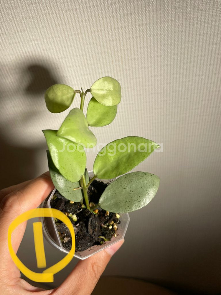 호야 민트코인 분양(가격수정)--0