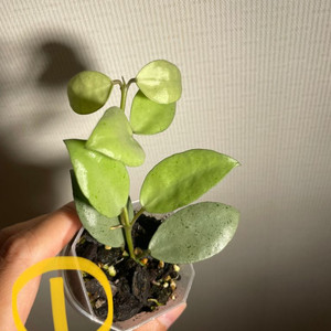 호야 민트코인 분양(가격수정)