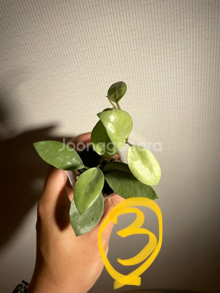 호야 민트코인 분양(가격수정)--2