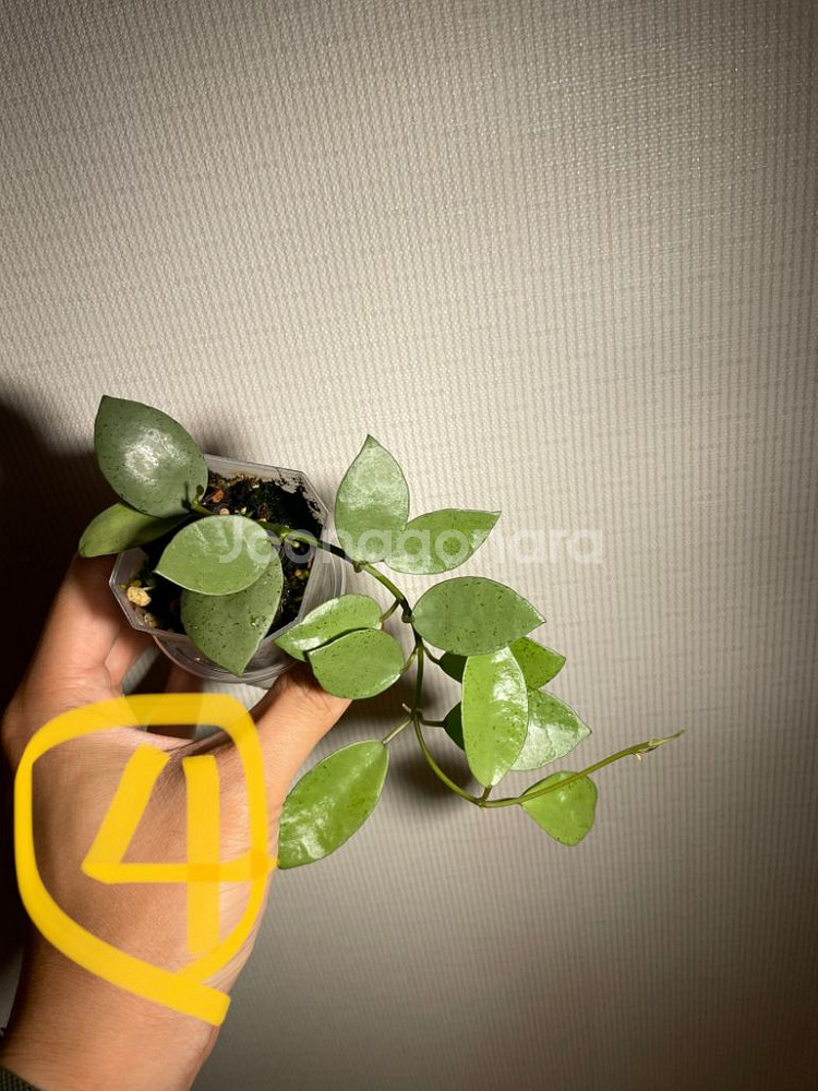 호야 민트코인 분양(가격수정)--3