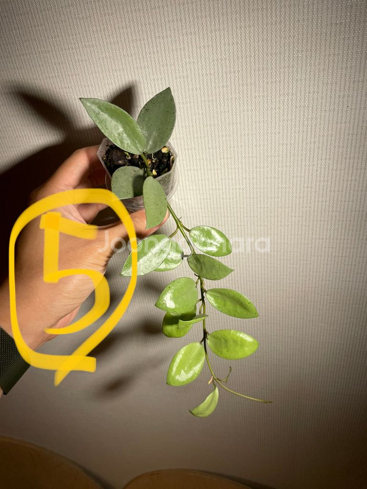 호야 민트코인 분양(가격수정)--4