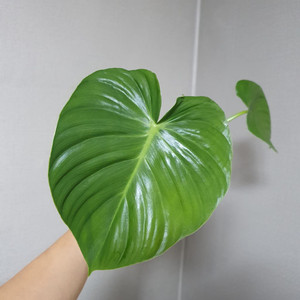 파스타짜넘 원종