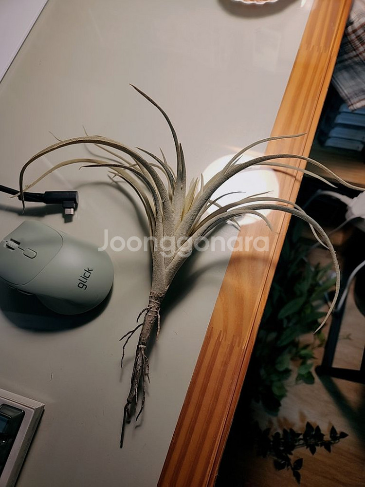 식물조화,인조식물, 이케아 페이카 감성 소품 개별판매--1