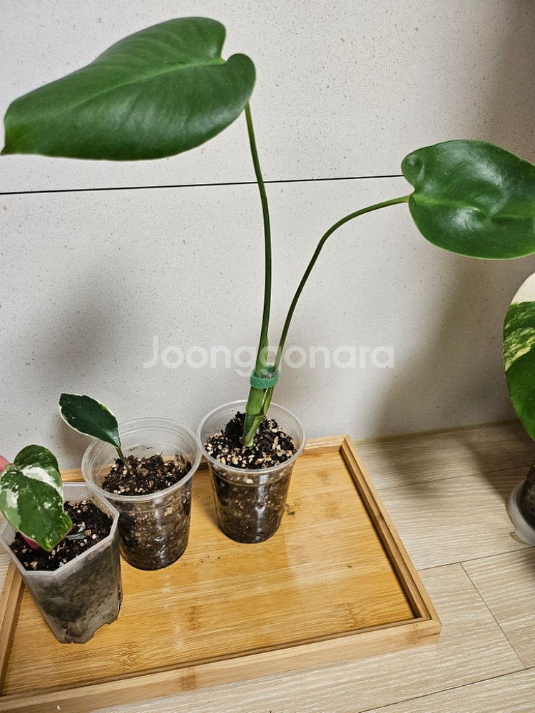 무늬이쁜 에피바리+호야+몬스테라 일괄분양--1