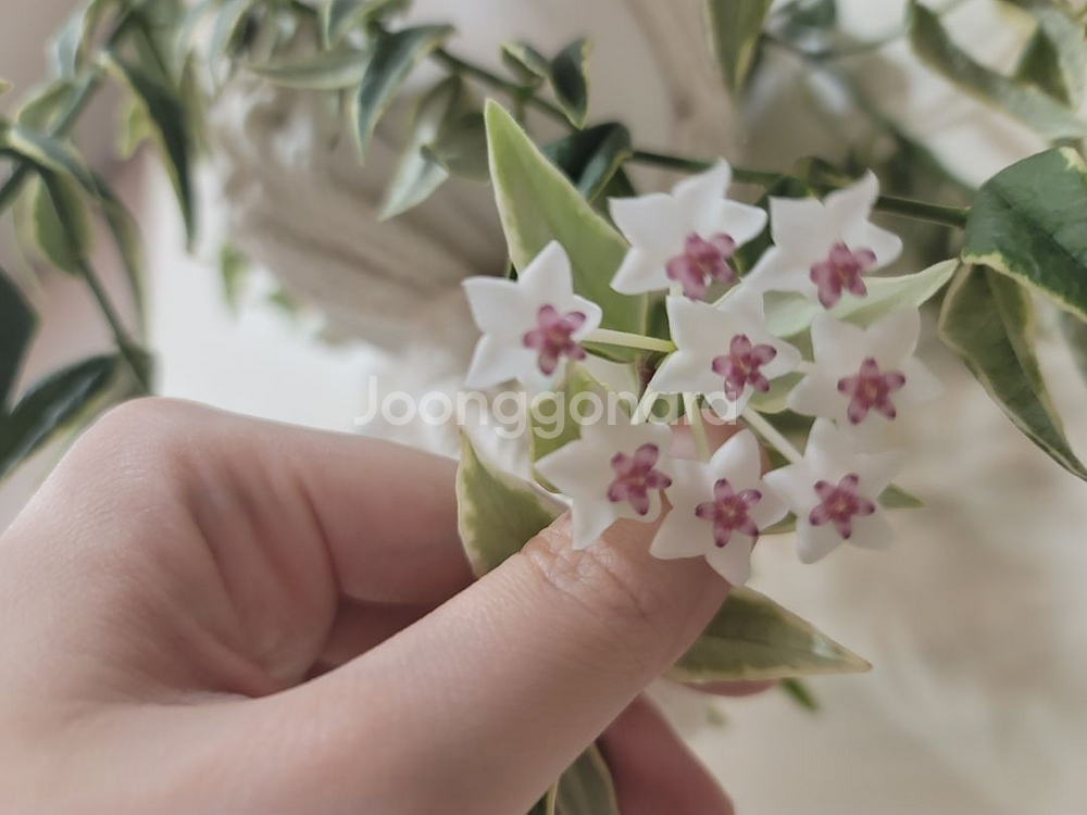 호야벨라알보 꽃14개--1