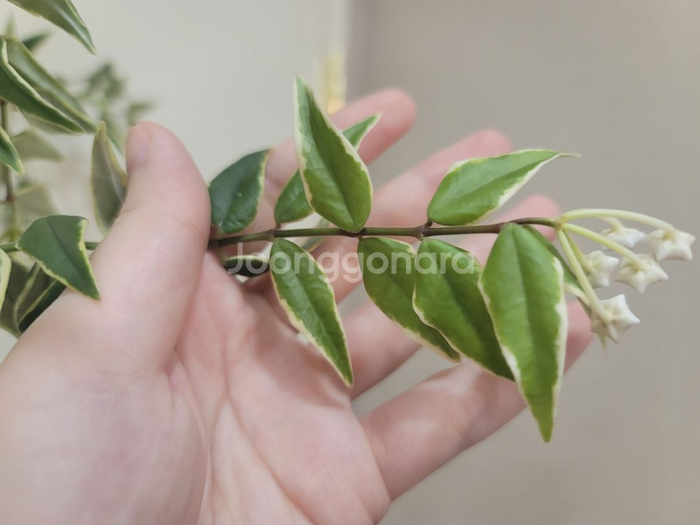 호야벨라알보 꽃14개--4