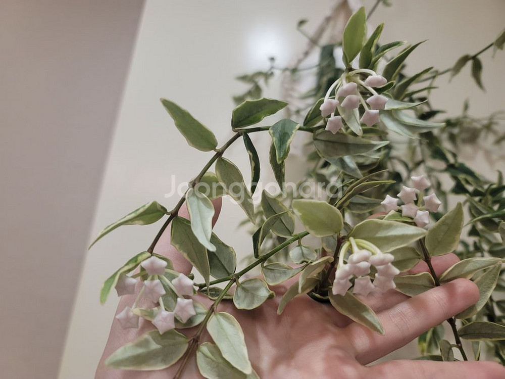 호야벨라알보 꽃14개--3