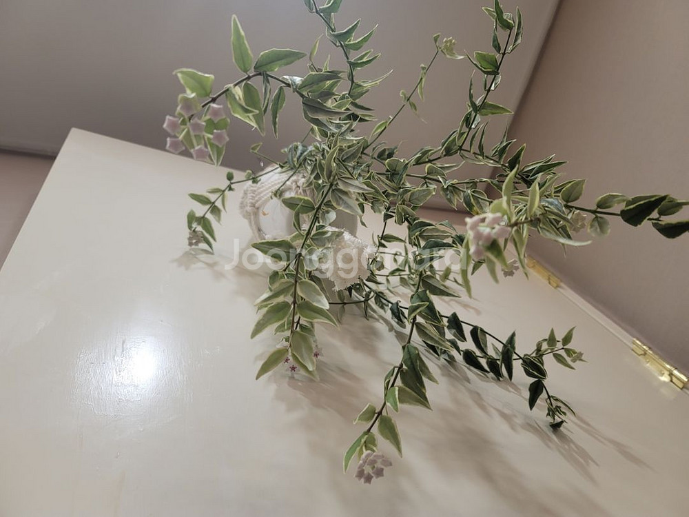 호야벨라알보 꽃14개--2