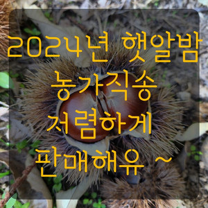 충남 청양 칠갑산 햇알밤 저렴하게 판매합니다