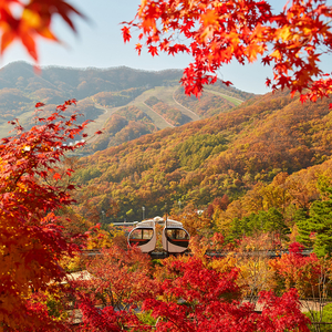 11월 10일 화담숲 4인 입장권