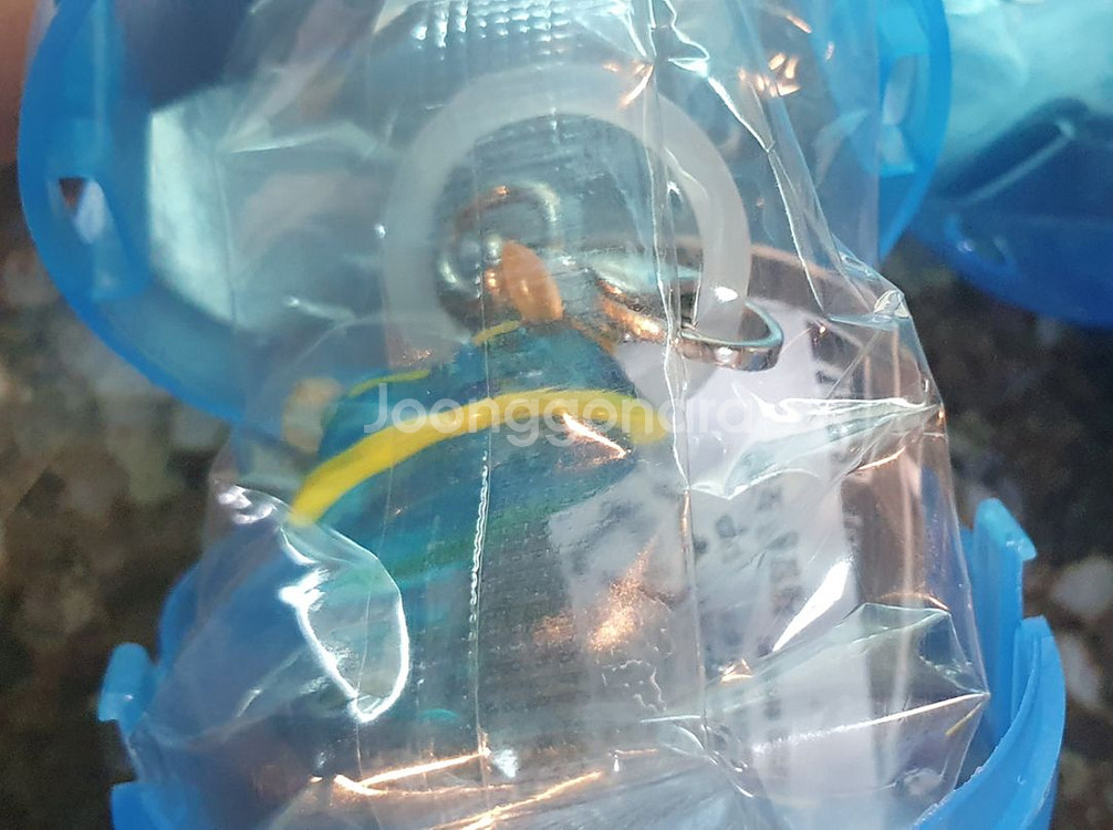 해양생물 메지루시 키링--2