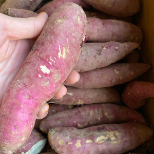 진짜!! 맛있는 영종도 꿀고구마 10kg