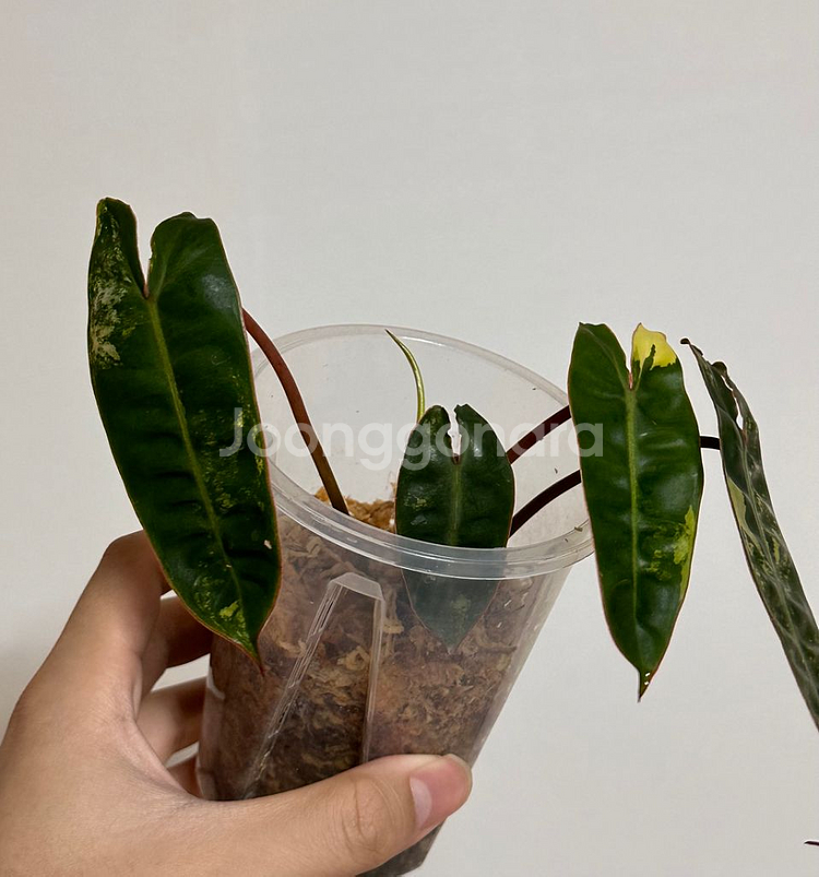 필로덴드론 빌리에티에 바리에가타 빌리바리--1