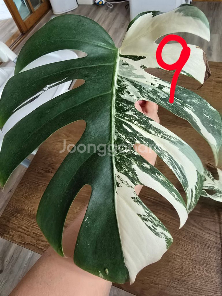 국내최저가 로봇청소기, 고양이,알로카시아--5