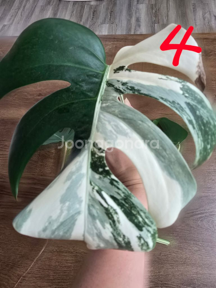 알보몬스테라,알알로카시아x--6