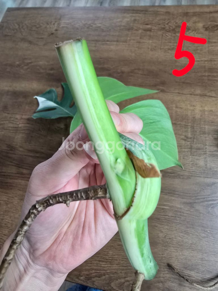 알보몬스테라,알알로카시아x--9