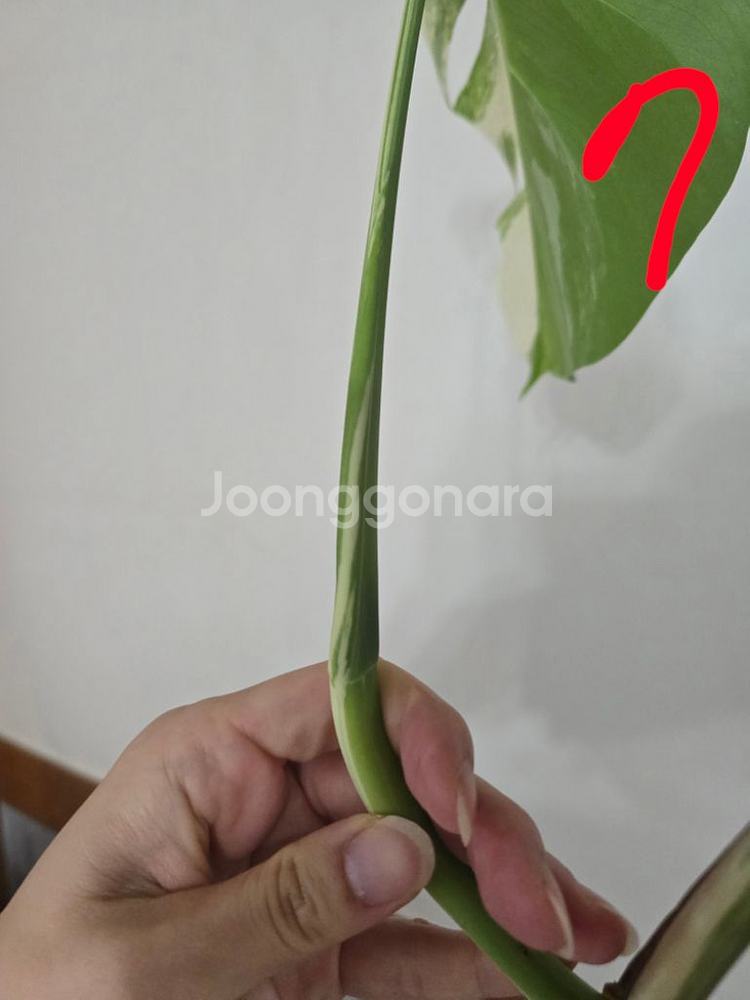 알보몬스테라,알로카시아 x--1