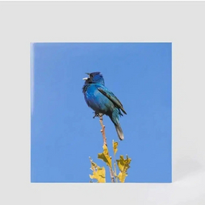 [미개봉 택포] 윤지영 lp 파랑새 Blue bird