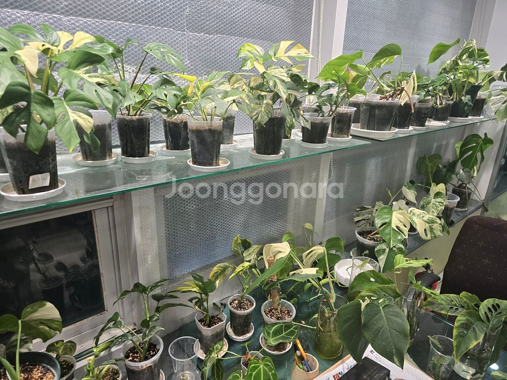 몬스테라알보 무늬히메 베놈 등 관엽식물--2