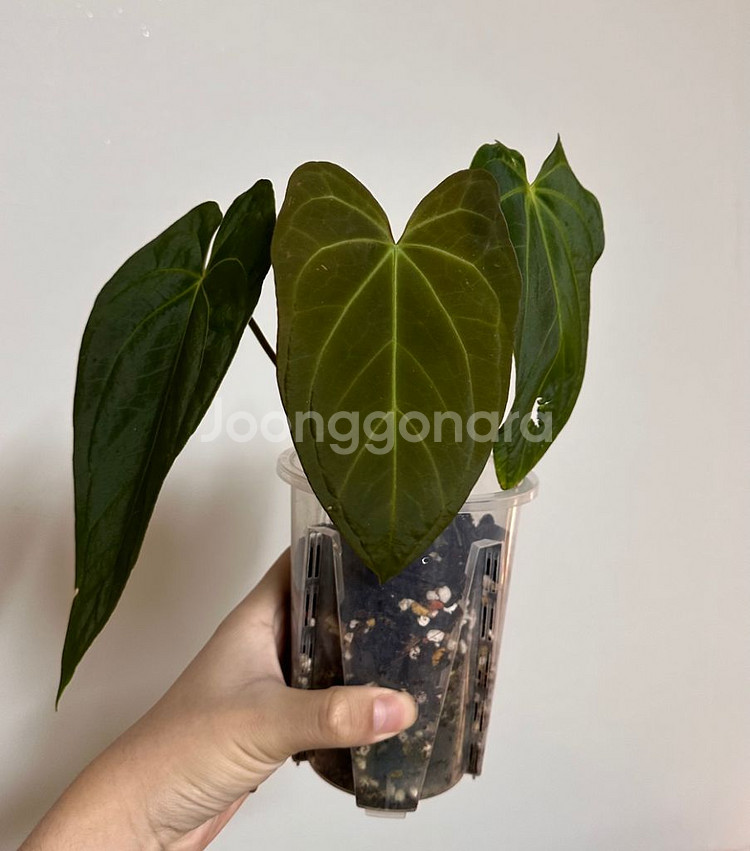 안스리움 파필리라미넘 포츠셔먼(포트셔먼)--0