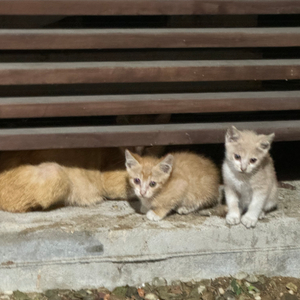 애플뮤직 한자리