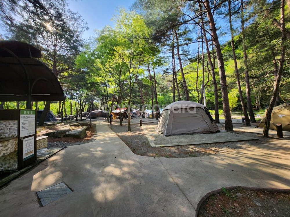 로티캠프 제로스트s1 (tpu) 가격인하--1