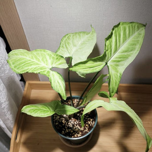 매직마블 싱고니움