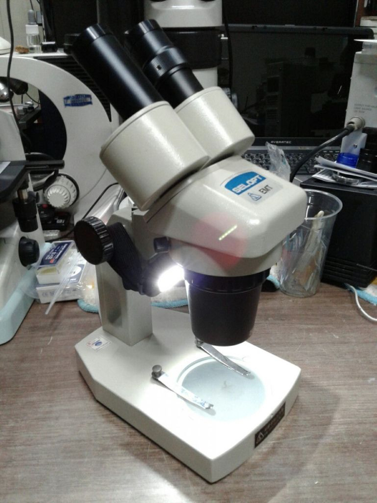 쌍안실체현미경 20배 .40배율 이미지