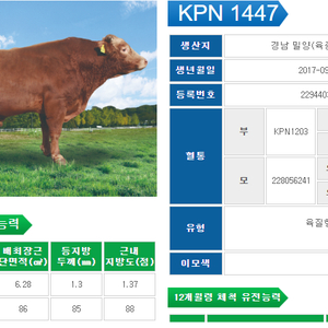 KPN 1447 한우정액 판매 및 교환