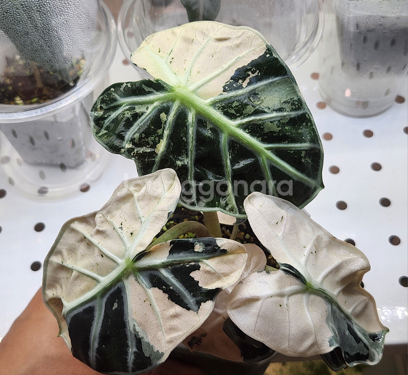 하트벌룬 화이트 바리에가타--3