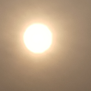 그로우 어 가든 문어