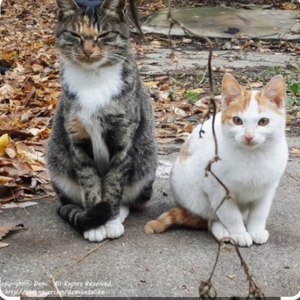 길냥이 용품 무료 나눔 신청 하세요.경대병원 부근.켓