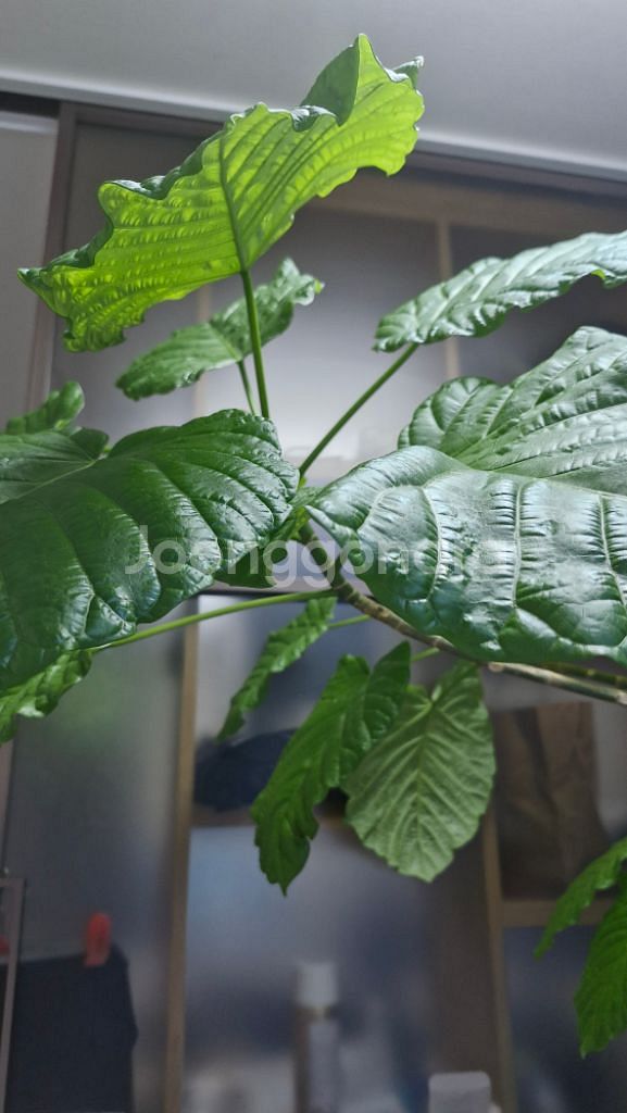 대형화분 식물 팝니다--1
