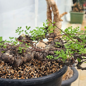 코미포라 에일 아프리카식물 코덱스