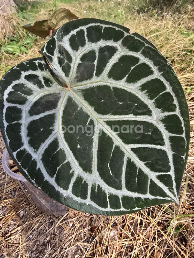 안스리움 자라x미쉘 알로카시아 x--1