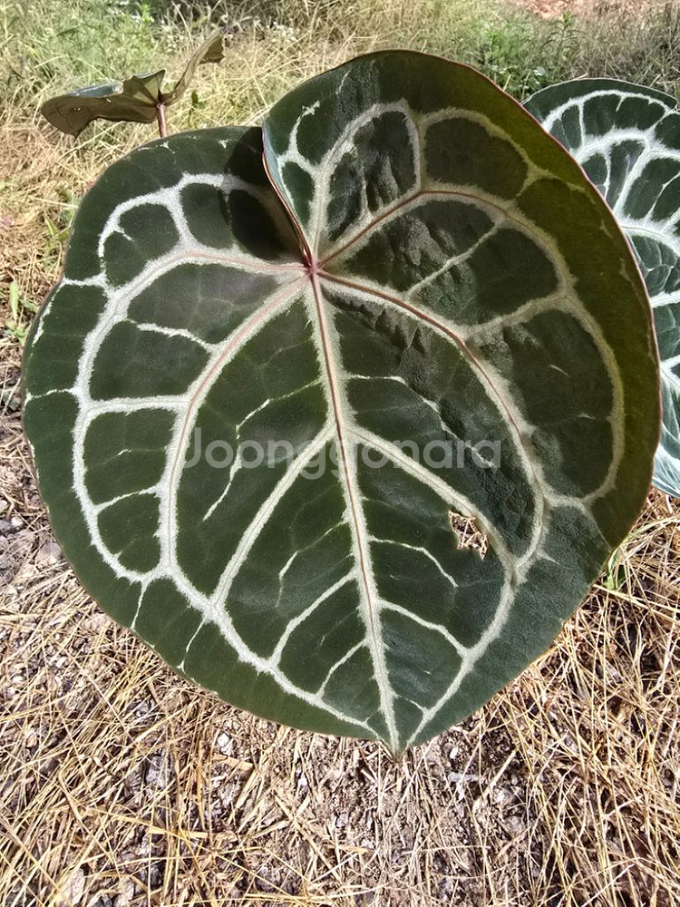 안스리움 자라x미쉘 알로카시아 x--2