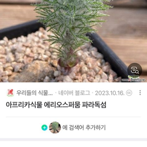 에리오스퍼뭄 파라독섬