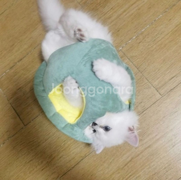 강아지 고양이 거북이옷--3
