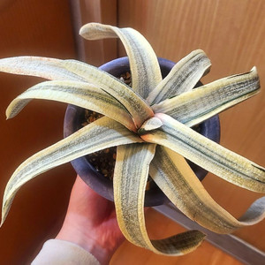 가스테리아 바리에가타 백금 아프리카식물 괴근 희귀식물