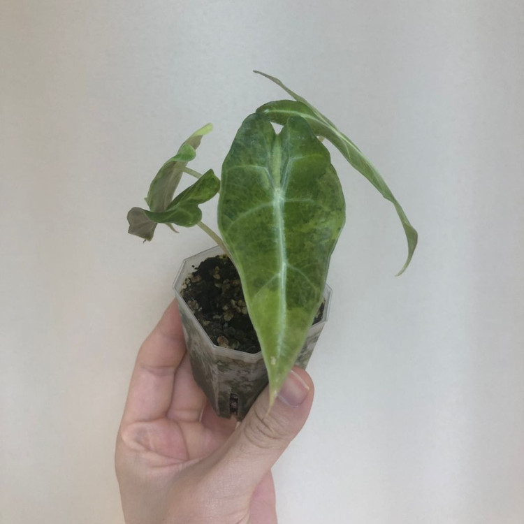 거북알로카시아 옐로우 바리에가타--2