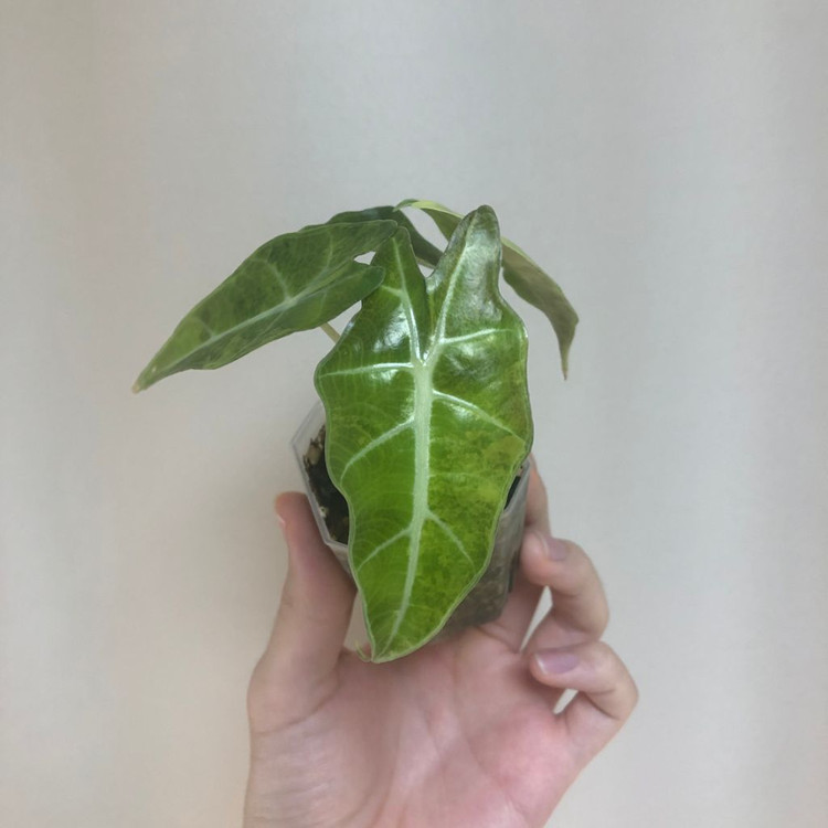 거북알로카시아 옐로우 바리에가타--1