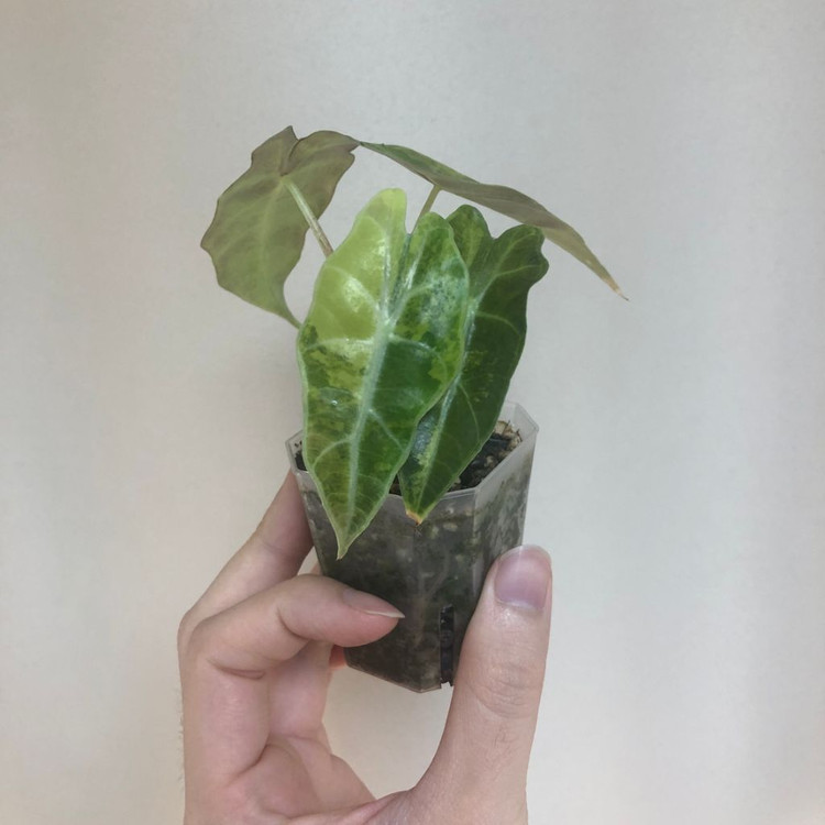 거북알로카시아 옐로우 바리에가타--3