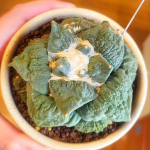 컬리플라워 목단 선인장 아프리카식물 코덱스 괴근