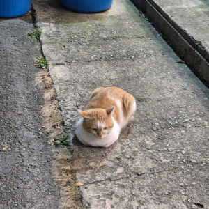 다둥님